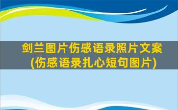 剑兰图片伤感语录照片文案(伤感语录扎心短句图片)